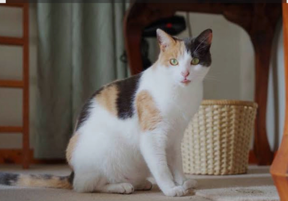 Kenapa Hampir Tidak Ada Kucing Jantan Tiga Warna? Ini Penjelasannya