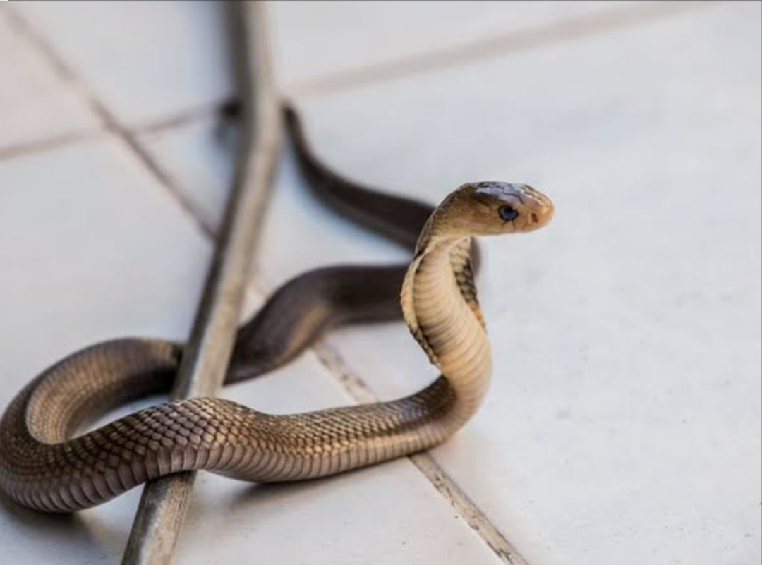 Cuaca Panas di Samarinda Ular Masuk Permukiman dan Gigit Dua Warga