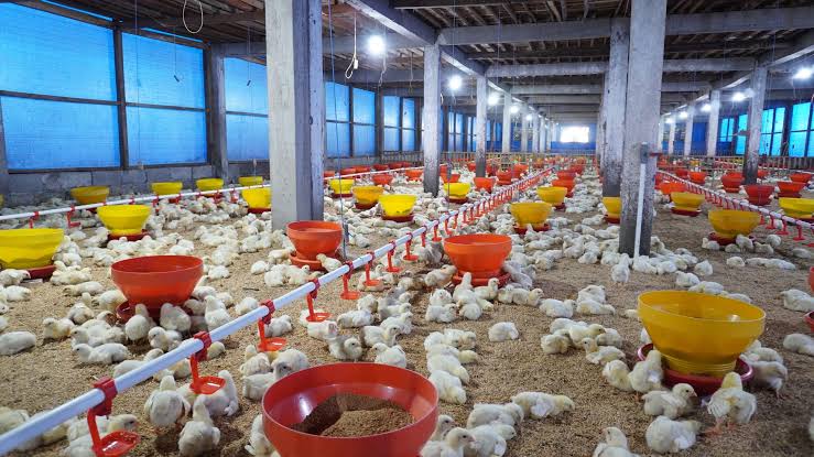 Pemkot Samarinda Rancang Program Jangka Panjang, Palaran Dipersiapkan Jadi Lumbung Daging dan Telur