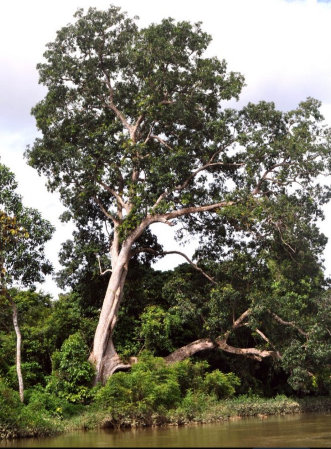 Pohon Jingah dan "Reaksi Alam" untuk Orang yang Sombong